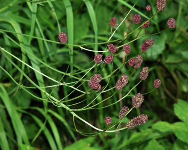 Кровохлебка лекарственная Кровохлебка лекарственная