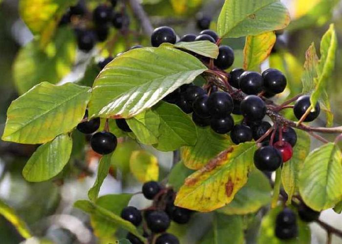 Крушина ломкая лекарственное растение Крушина ломкая лекарственное растение