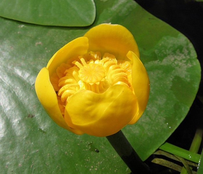 Кубышка желтая лекарственное растение Кубышка желтая лекарственное растение