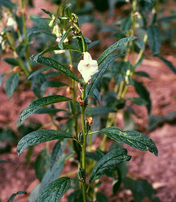 Кунжут лекарственное растение