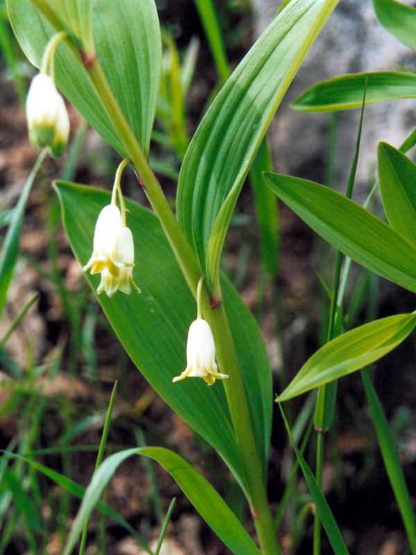Купена аптечная лекарственное растение Купена аптечная лекарственное растение