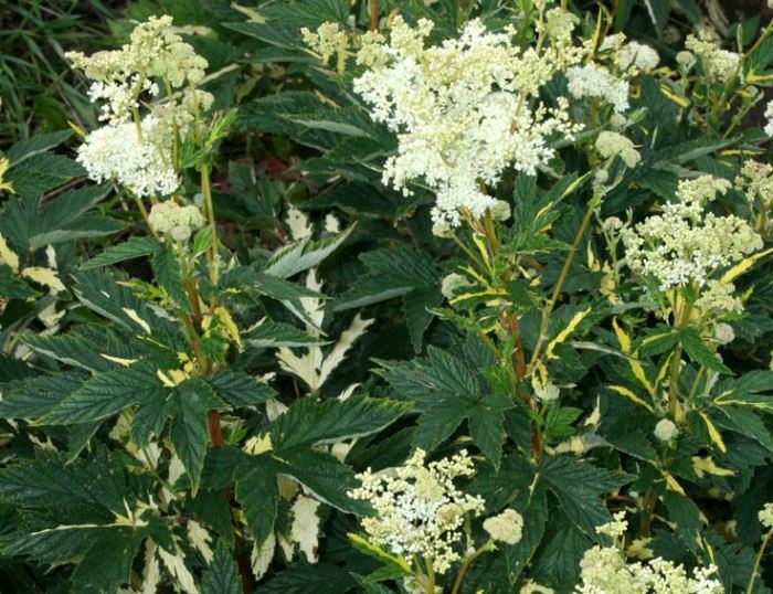 Лабазник вязолистный, таволга - лекарственное растение