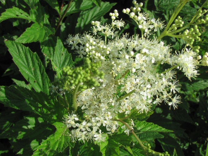 Лабазник вязолистный, таволга - лекарственное растение