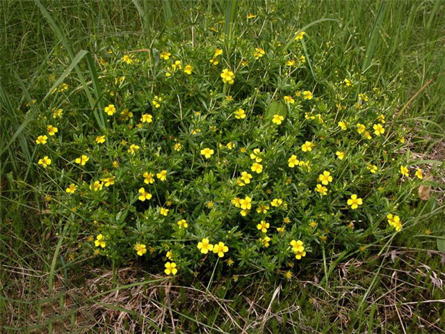 Лапчатка прямостоячая лекарственное растение