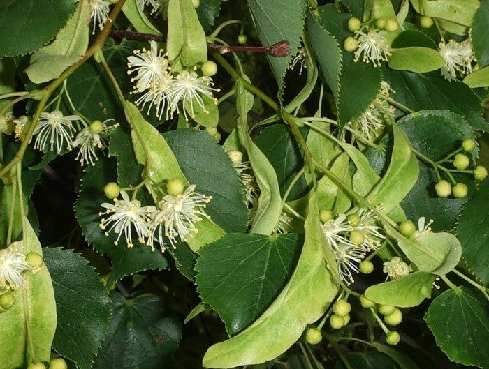 Липа сердцевидная лекарственное растение