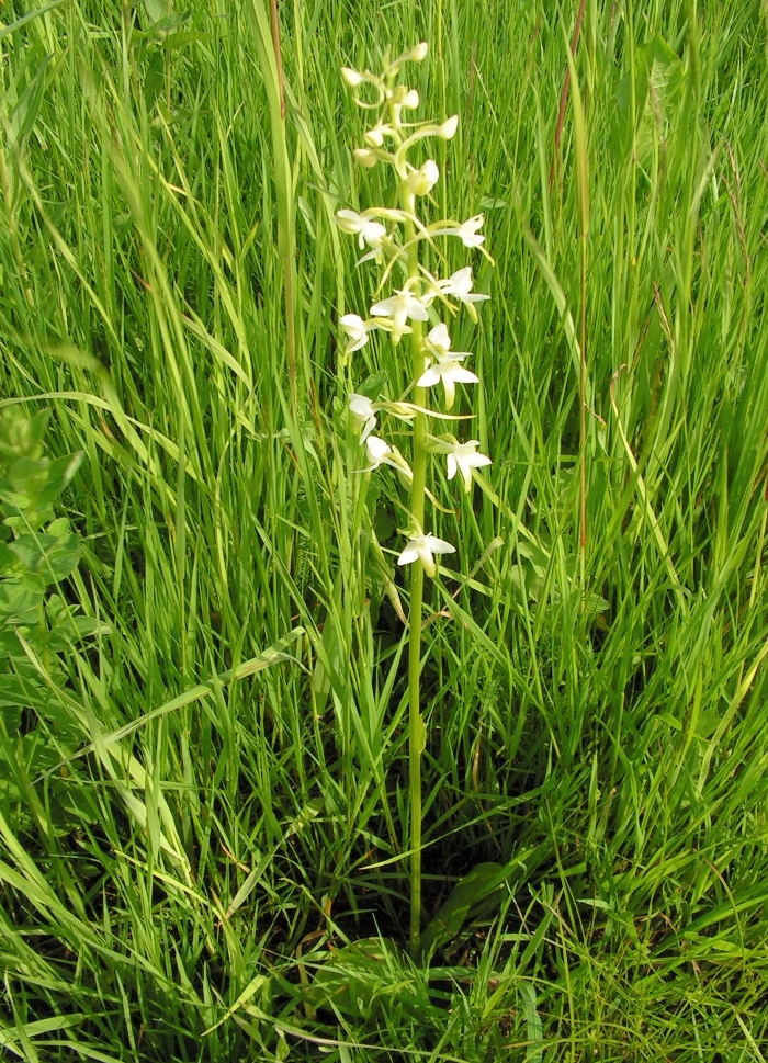 Любка двулистная (ночная фиалка)