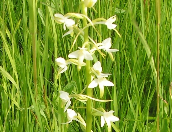 Любка двулистная (ночная фиалка)