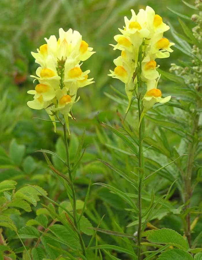 Льнянка обыкновенная Льнянка обыкновенная