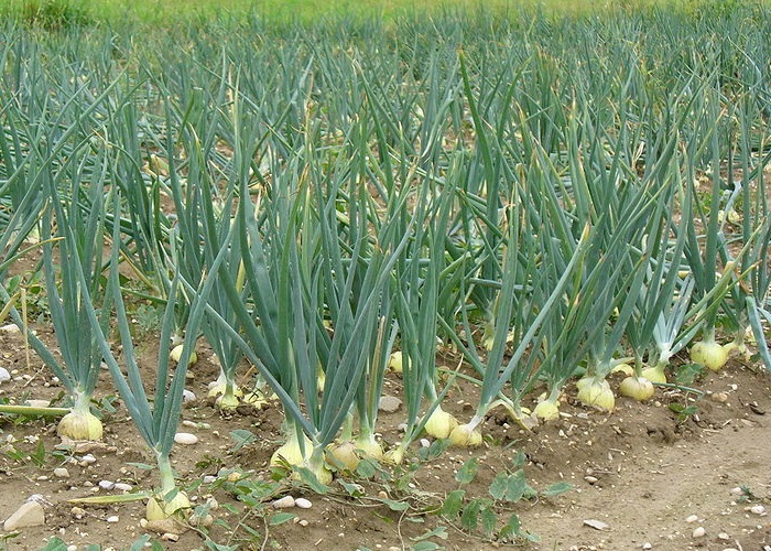 Лук репчатый Лук репчатый
