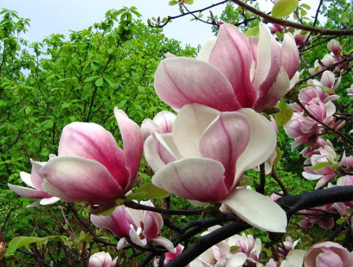 Магнолия крупноцветная лекарственное растение Магнолия крупноцветная лекарственное растение