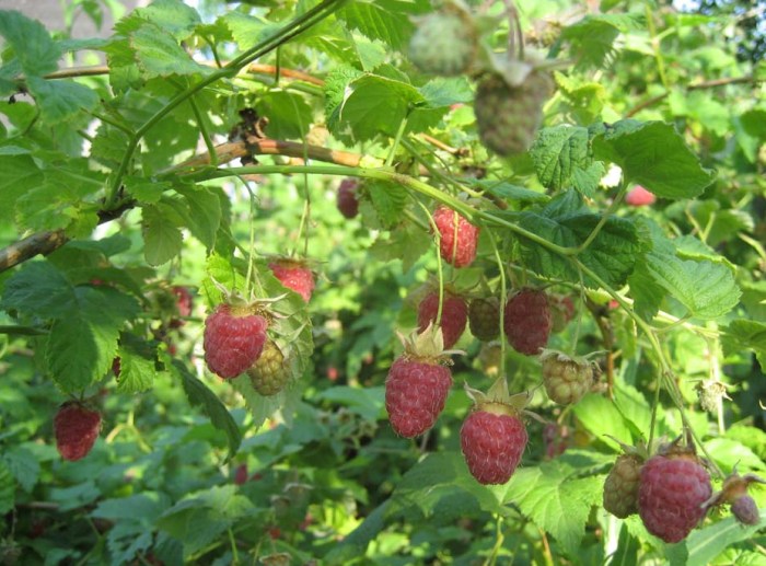 Малина лекарственное растение