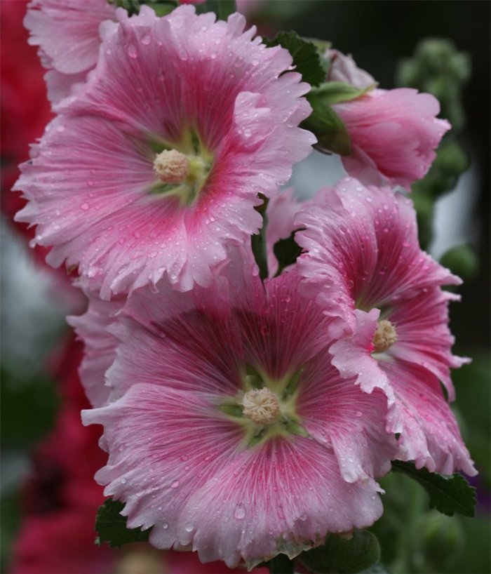 Мальва лесная лекарственное растение Мальва лесная лекарственное растение