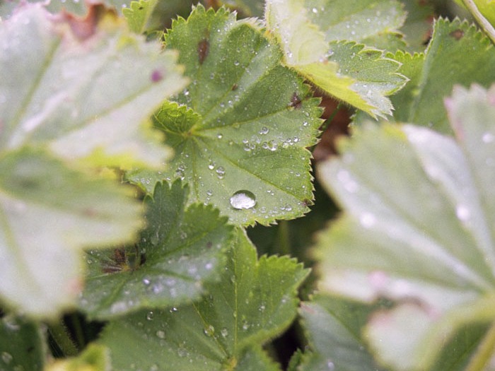 Манжетка обыкновенная лекарственное растение