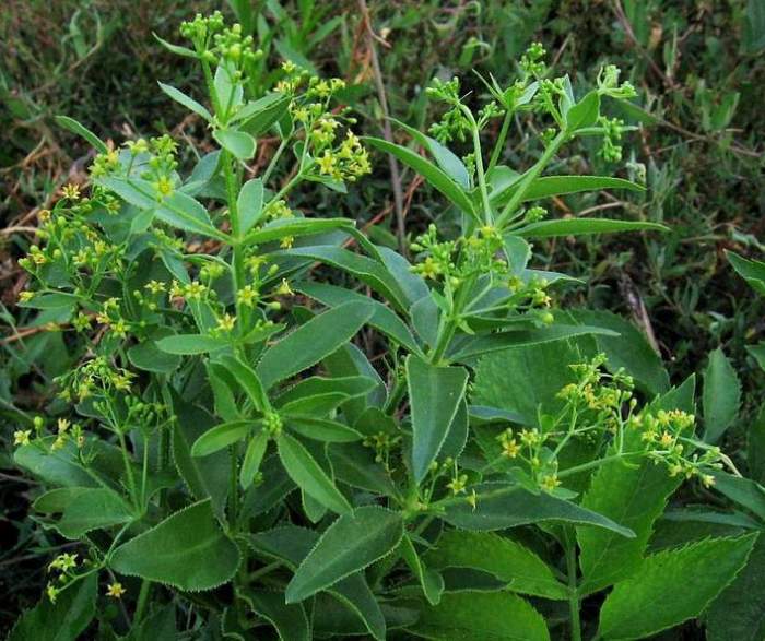 Марена красильная лекарственное растение