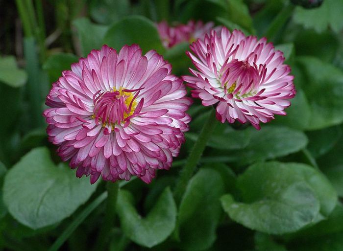 Маргаритка многолетняя лекарственное растение