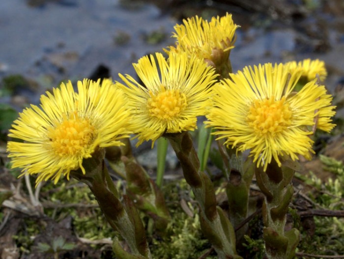 Мать-и-мачеха обыкновенная (подбел) лекарственное растение Мать-и-мачеха обыкновенная (подбел) лекарственное растение
