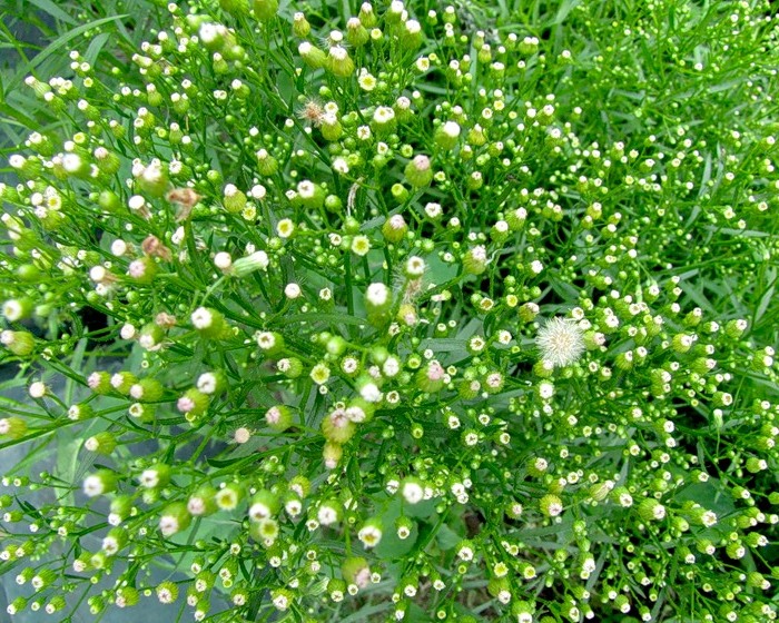 Мелколепестник канадский лекарственное растение Мелколепестник канадский лекарственное растение