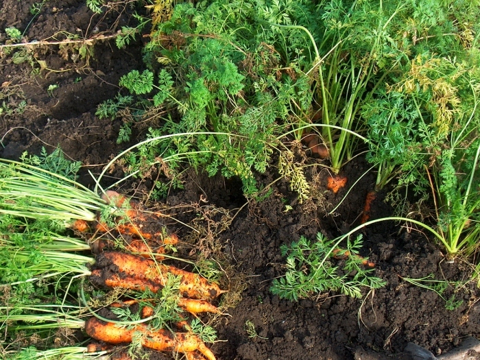 Морковь посевная Морковь посевная