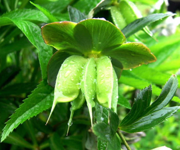 Морозник красноватый лекарственное растение