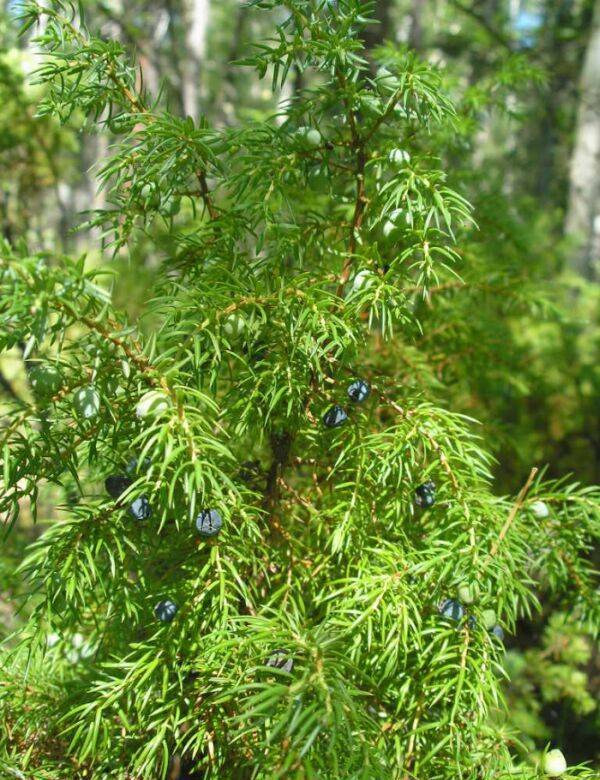 Можжевельник обыкновенный лекарственное растение Можжевельник обыкновенный лекарственное растение