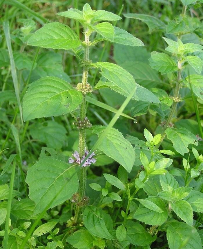 Мята полевая лекарственное растение