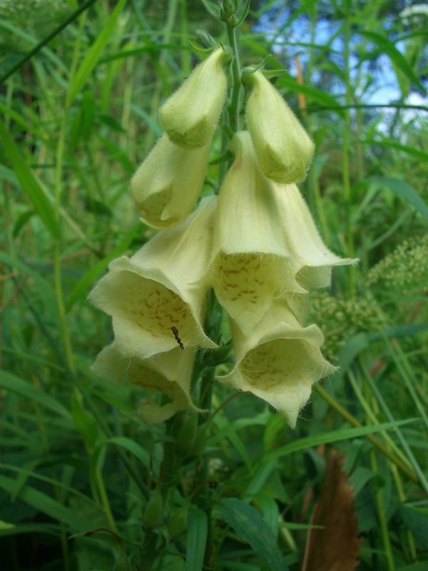 Крупноцветковая наперстянка Крупноцветковая наперстянка