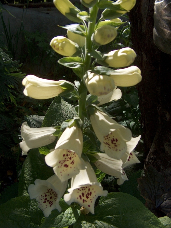 Ржавая наперстянка Ржавая наперстянка