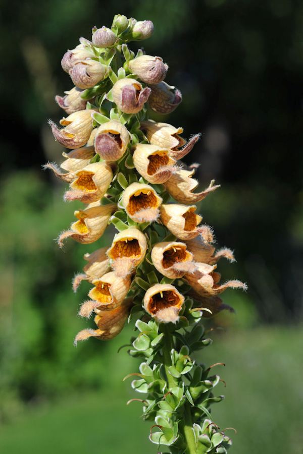 Шерстистая наперстянка Шерстистая наперстянка