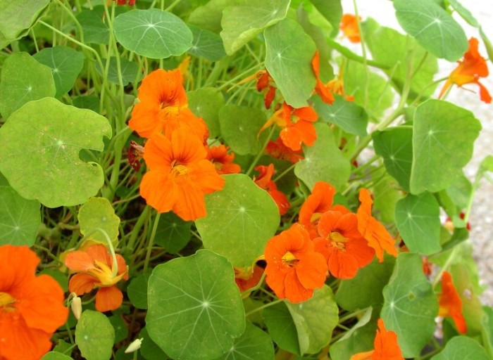 Настурция большая лекарственное растение Настурция большая лекарственное растение