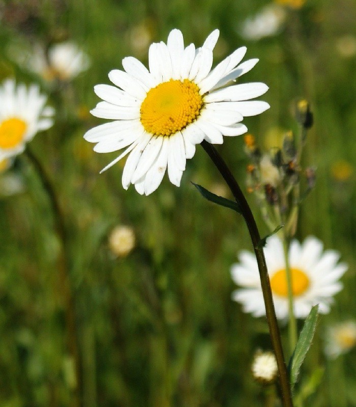 Нивяник обыкновенный лекарственное растение