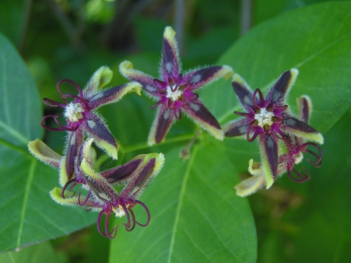 Обвойник греческий лекарственное растение