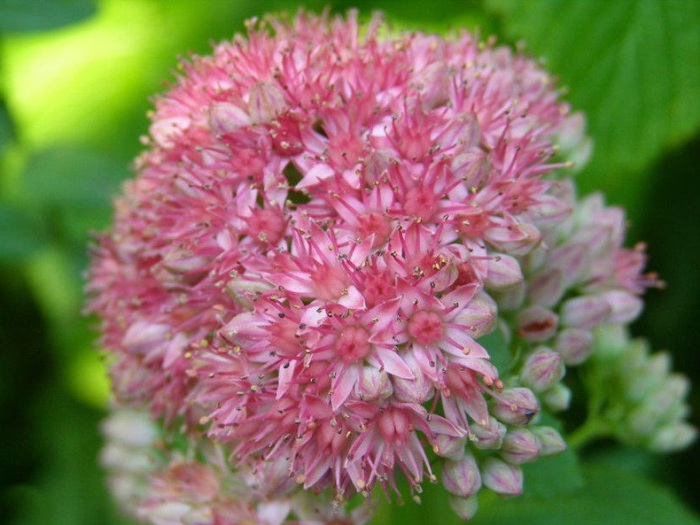 Очиток большой (капуста заячья) лекарственное растение Очиток большой (капуста заячья) лекарственное растение