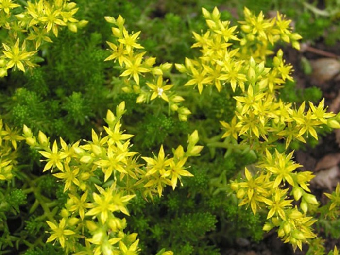 Очиток едкий лекарственное растение Очиток едкий лекарственное растение