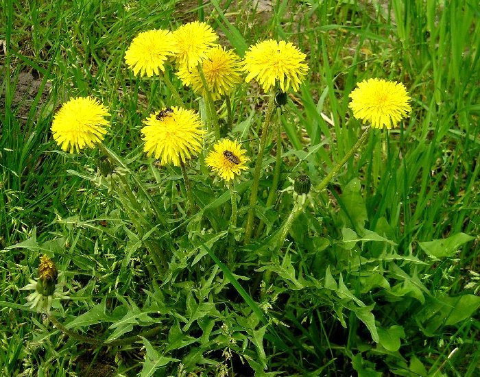 Одуванчик лекарственный