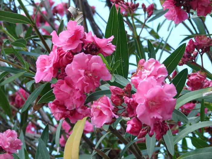 Олеандр лекарственное растение Олеандр лекарственное растение