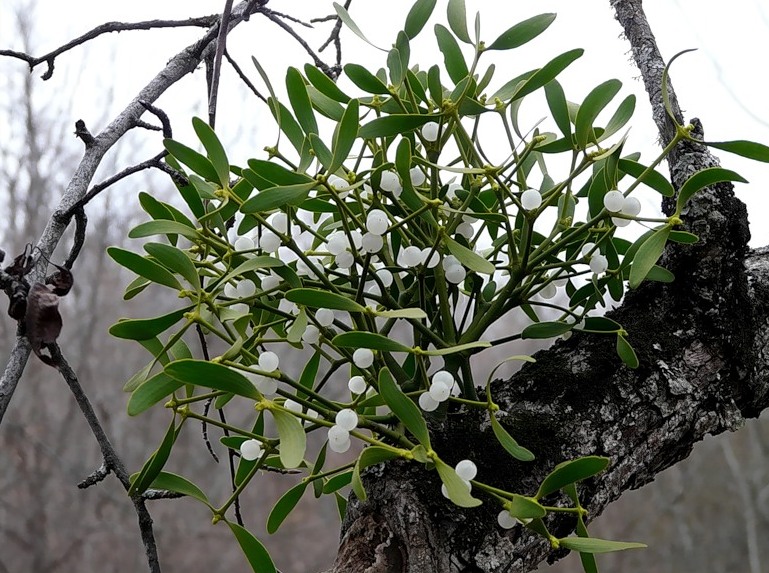 Омела белая лекарственное растение Омела белая лекарственное растение