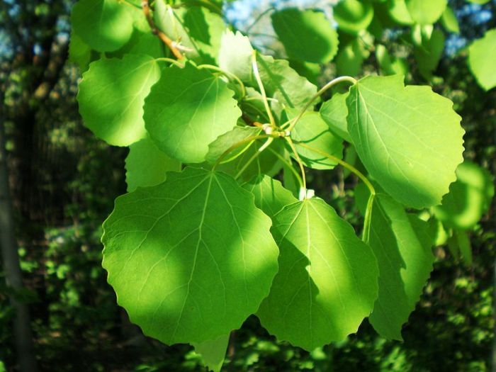 Осина обыкновенная лекарственное растение Осина обыкновенная лекарственное растение