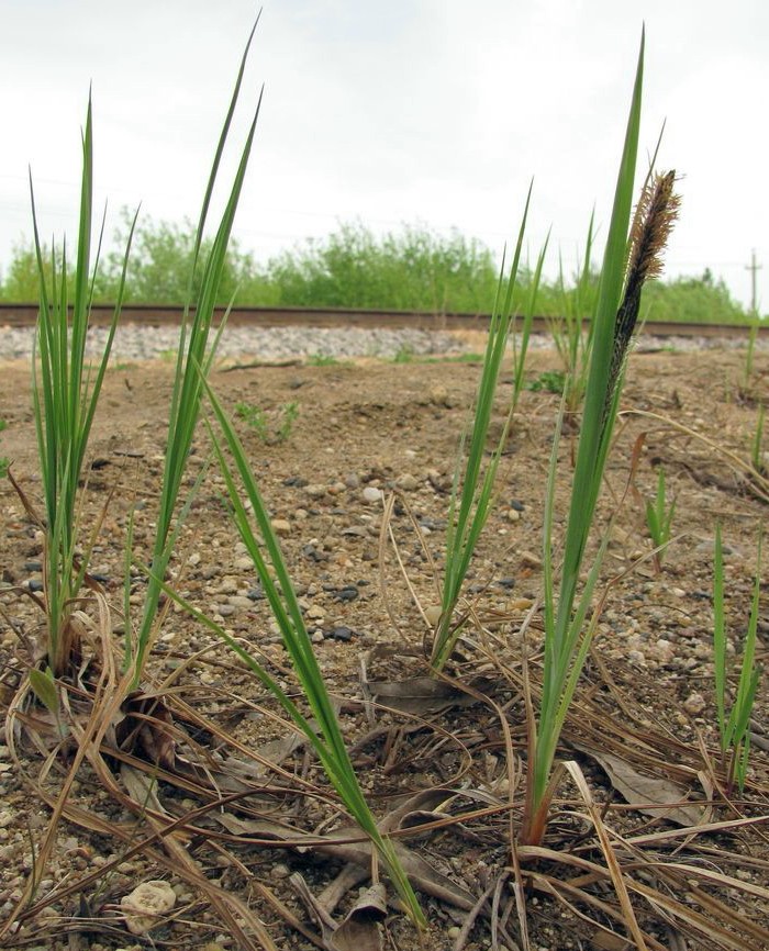 Осока песчаная лекарственное растение