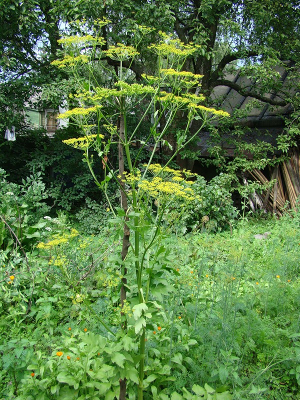 Пастернак посевной лекарственное растение