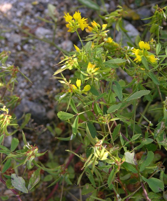 Пажитник сенной лекарственное растение