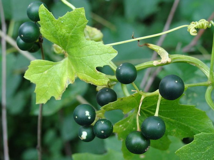 Переступень белый (бритония) лекарственное растение Переступень белый (бритония) лекарственное растение
