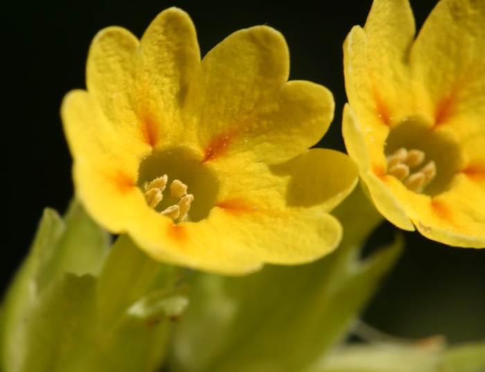 Первоцвет лекарственный