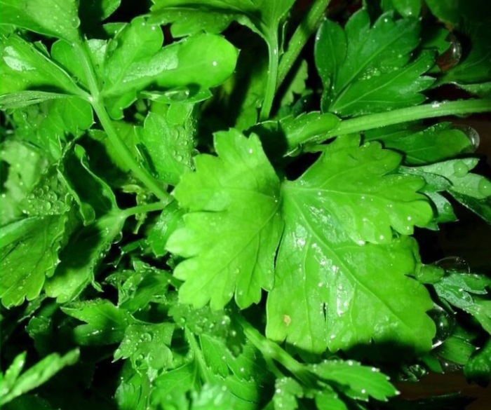 Петрушка огородная лекарственное растение Петрушка огородная лекарственное растение