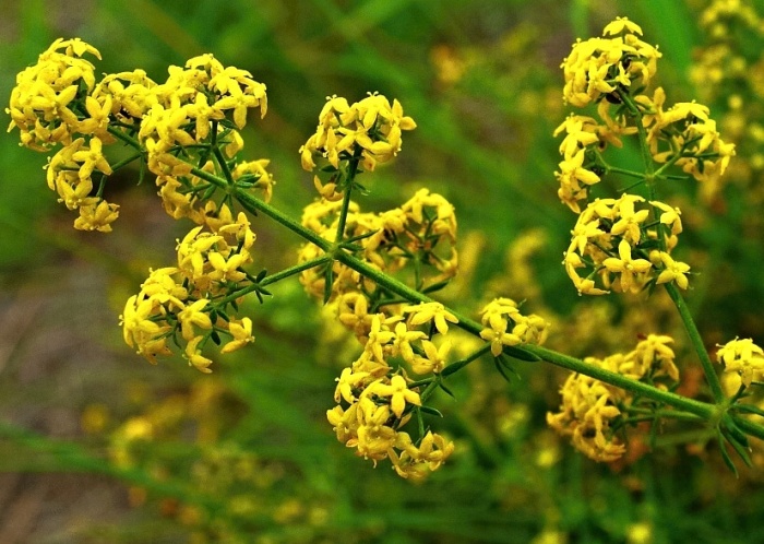 Подмаренник настоящий лекарственное растение Подмаренник настоящий лекарственное растение