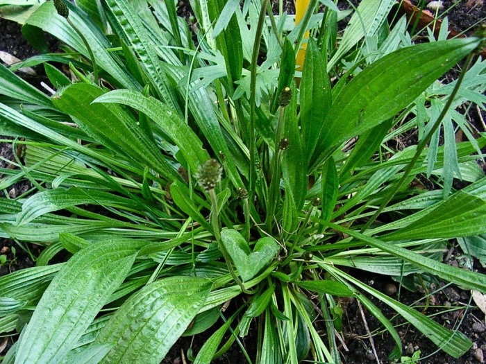 Подорожник ланцетолистный