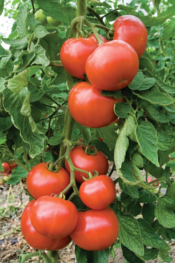 Помидор (томат) Помидор (томат)