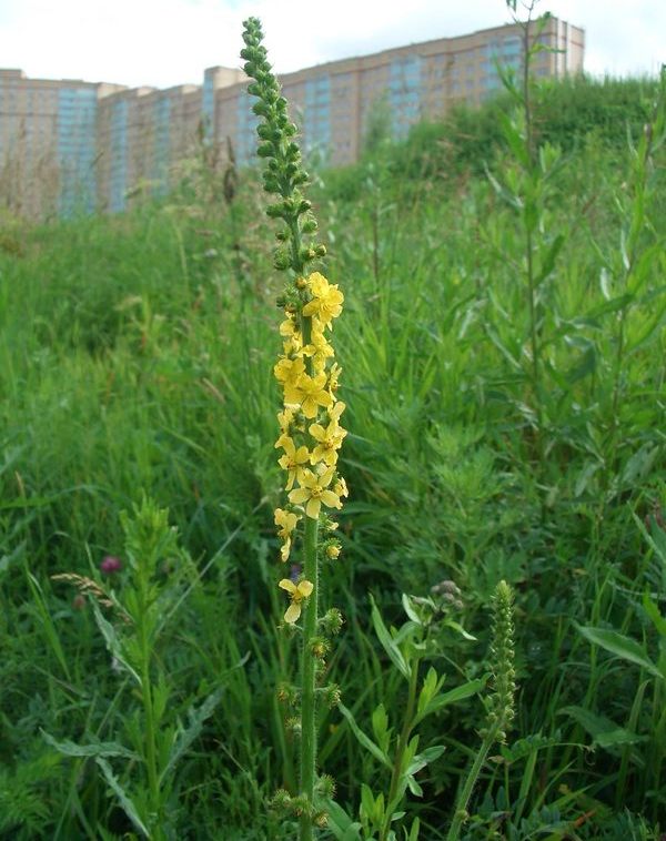 Репешок обыкновенный лекарственное растение