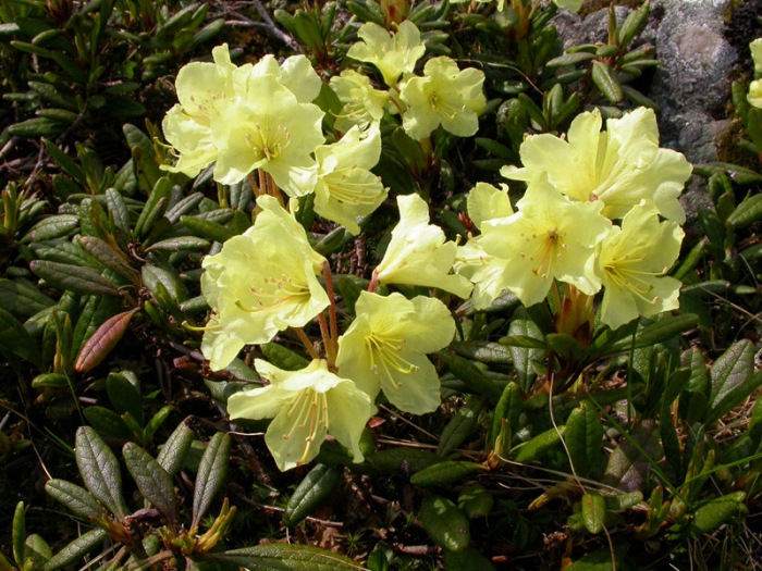 Рододендрон золотистый Рододендрон золотистый