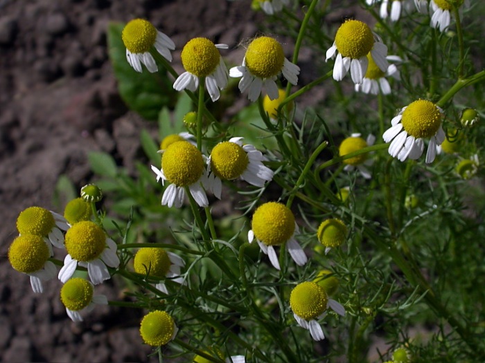 Ромашка аптечная лекарственная Ромашка аптечная лекарственная