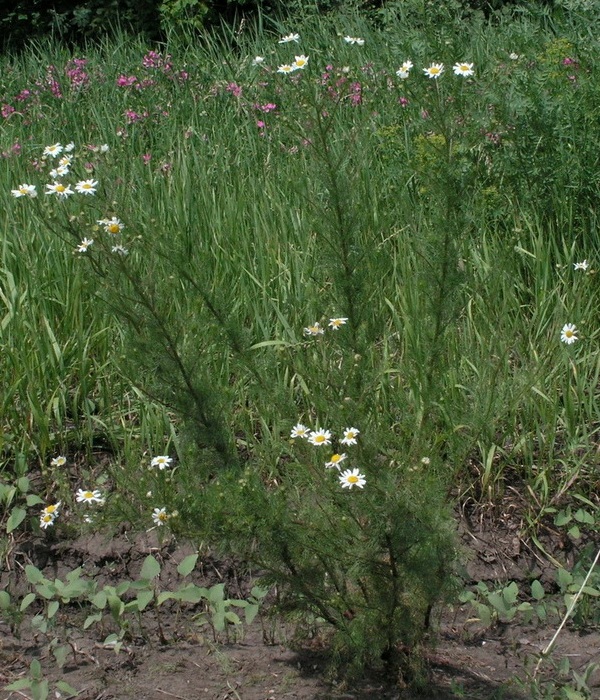 Трёхреберник продырявленный или ромашка непахучая Трёхреберник продырявленный или ромашка непахучая